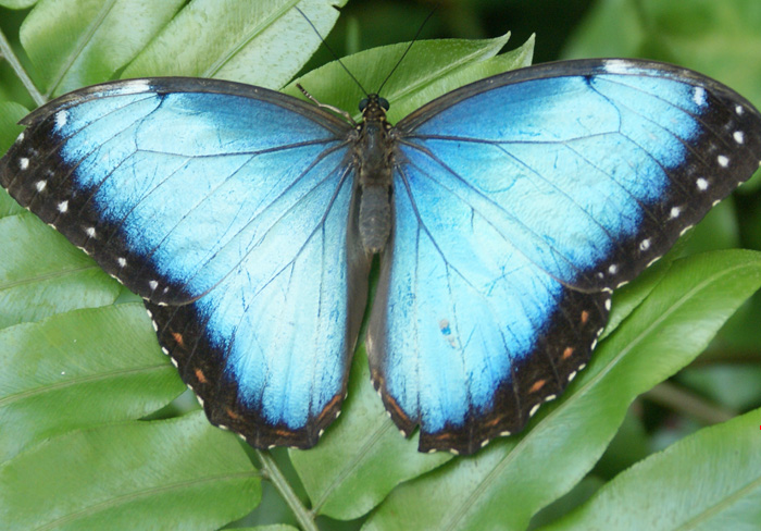 butterfly garden costa rica tours